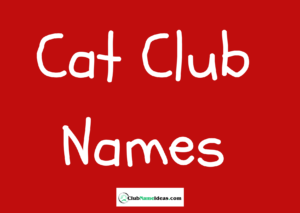 Read more about the article 306 Cat Club Names